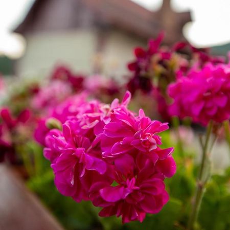 Old Bakery House Apartment Sinaia Bagian luar foto